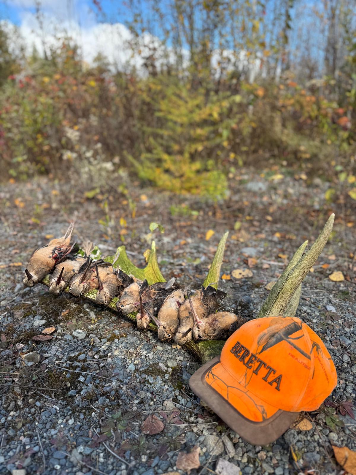 Beccacce americane durante un viaggio di caccia in Ontario