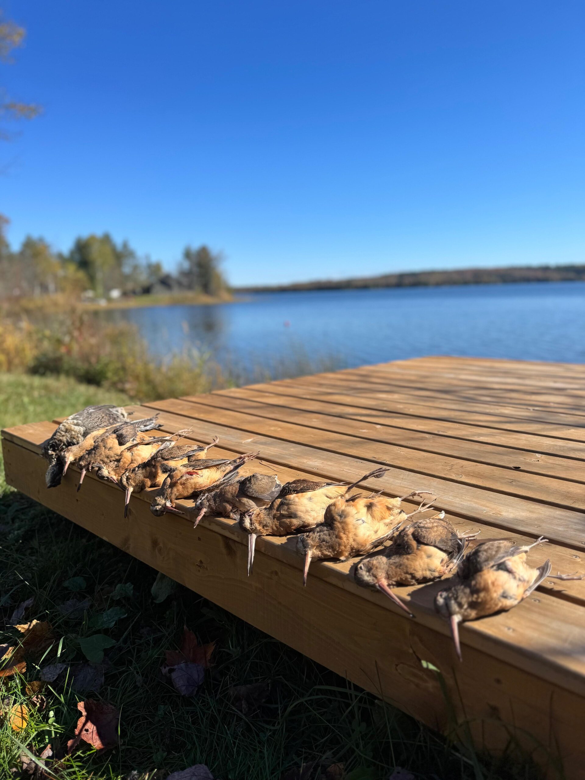 Beccacce americane sulle rive di un lago dell Ontario