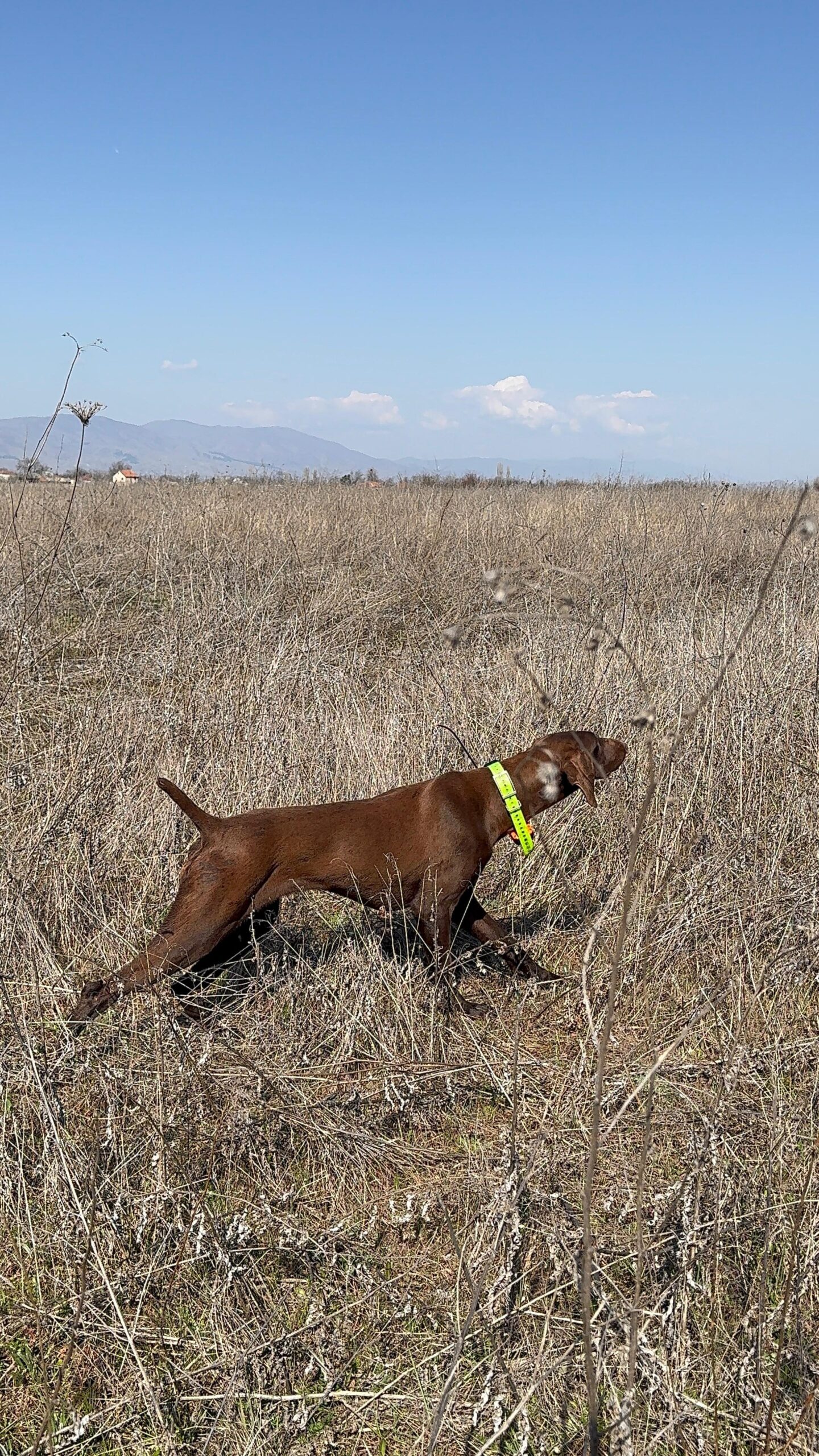Cane da ferma durante una giornata di caccia in Macedonia