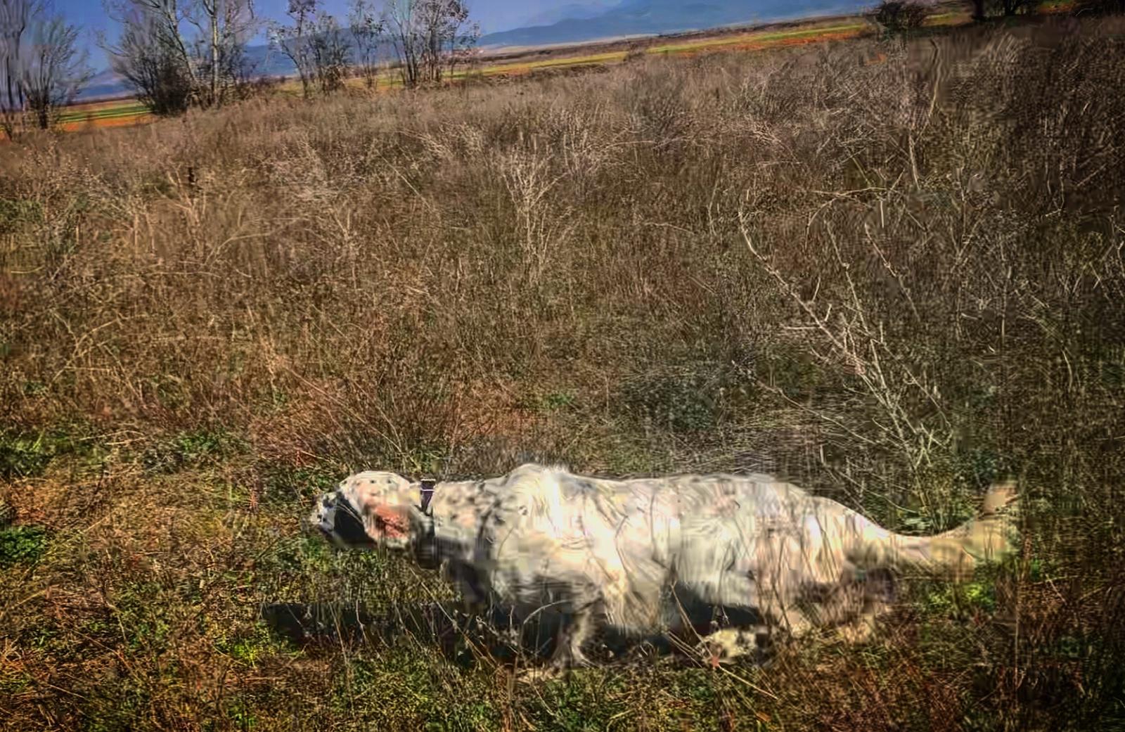 Cane da ferma al lavoro nei terreni da quaglie in Macedonia