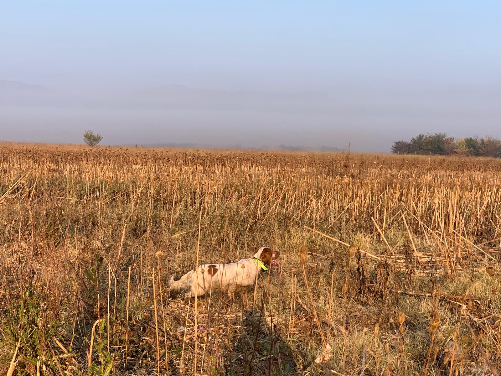 Cane da ferma al lavoro sulle starne nei campi della Macedonia