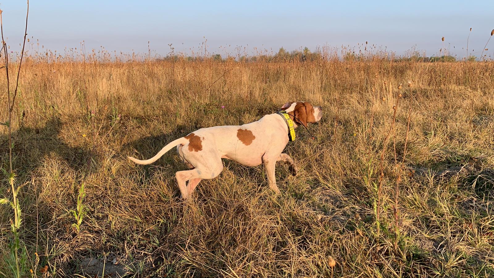 Cane in ferma nei terreni da starne della Macedonia
