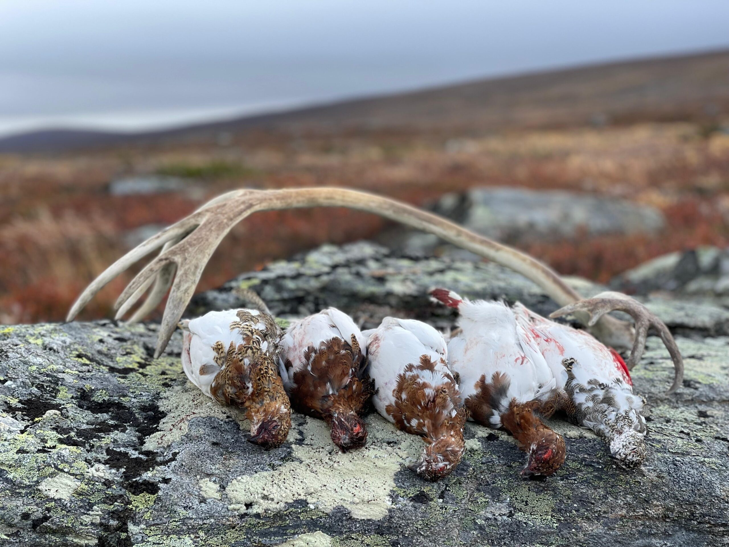 Pernici nordiche durante un viaggio di caccia in Svezia