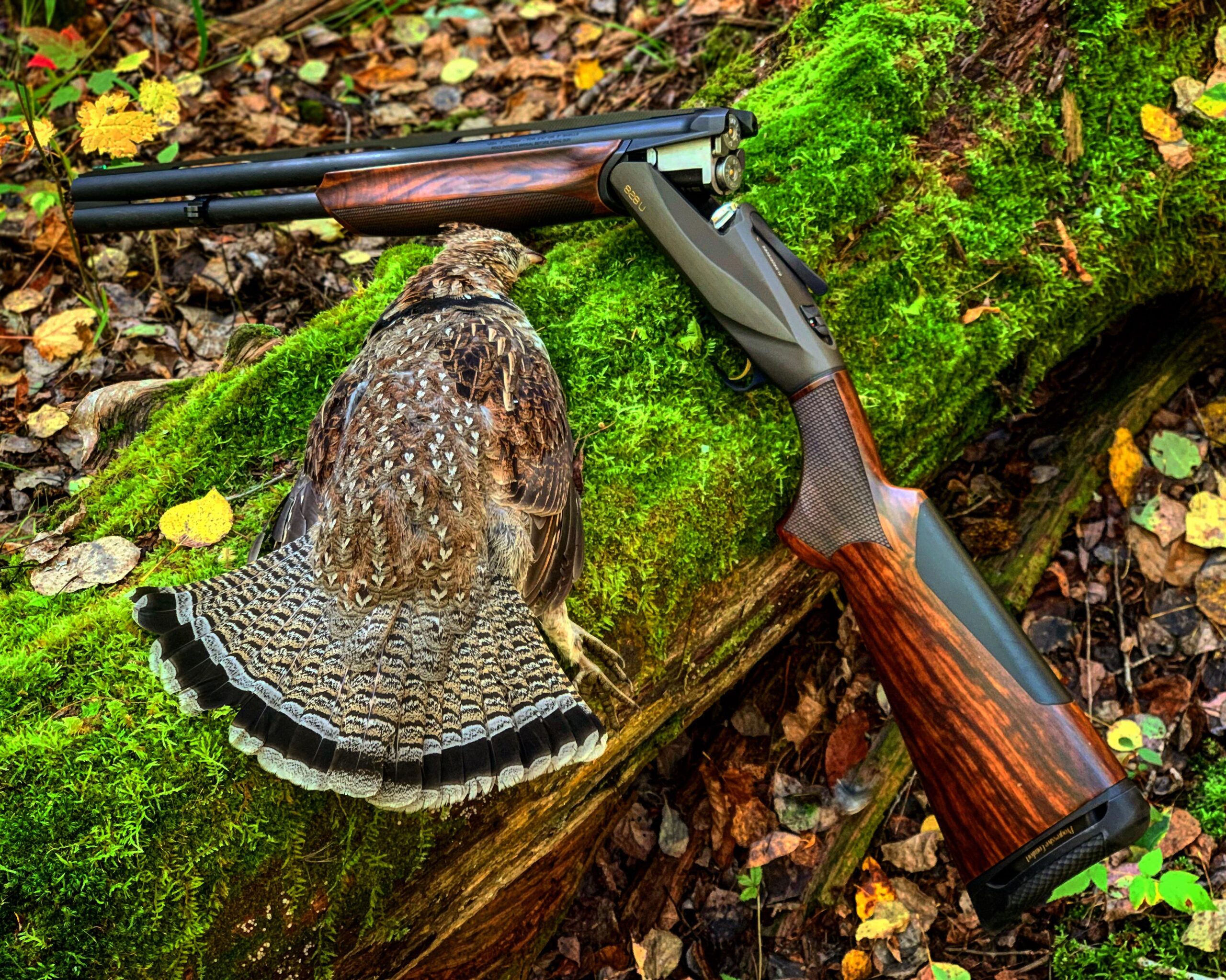 Ruffed grouse in un bosco dell Ontario in Canada
