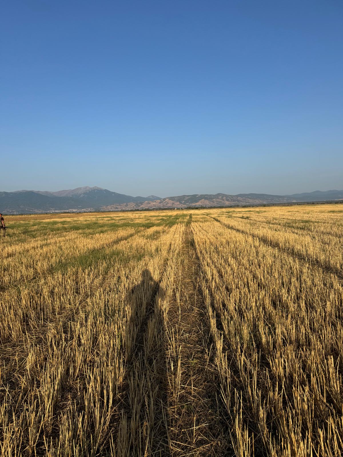 Campi e stoppie per la caccia alle quaglie in Macedonia