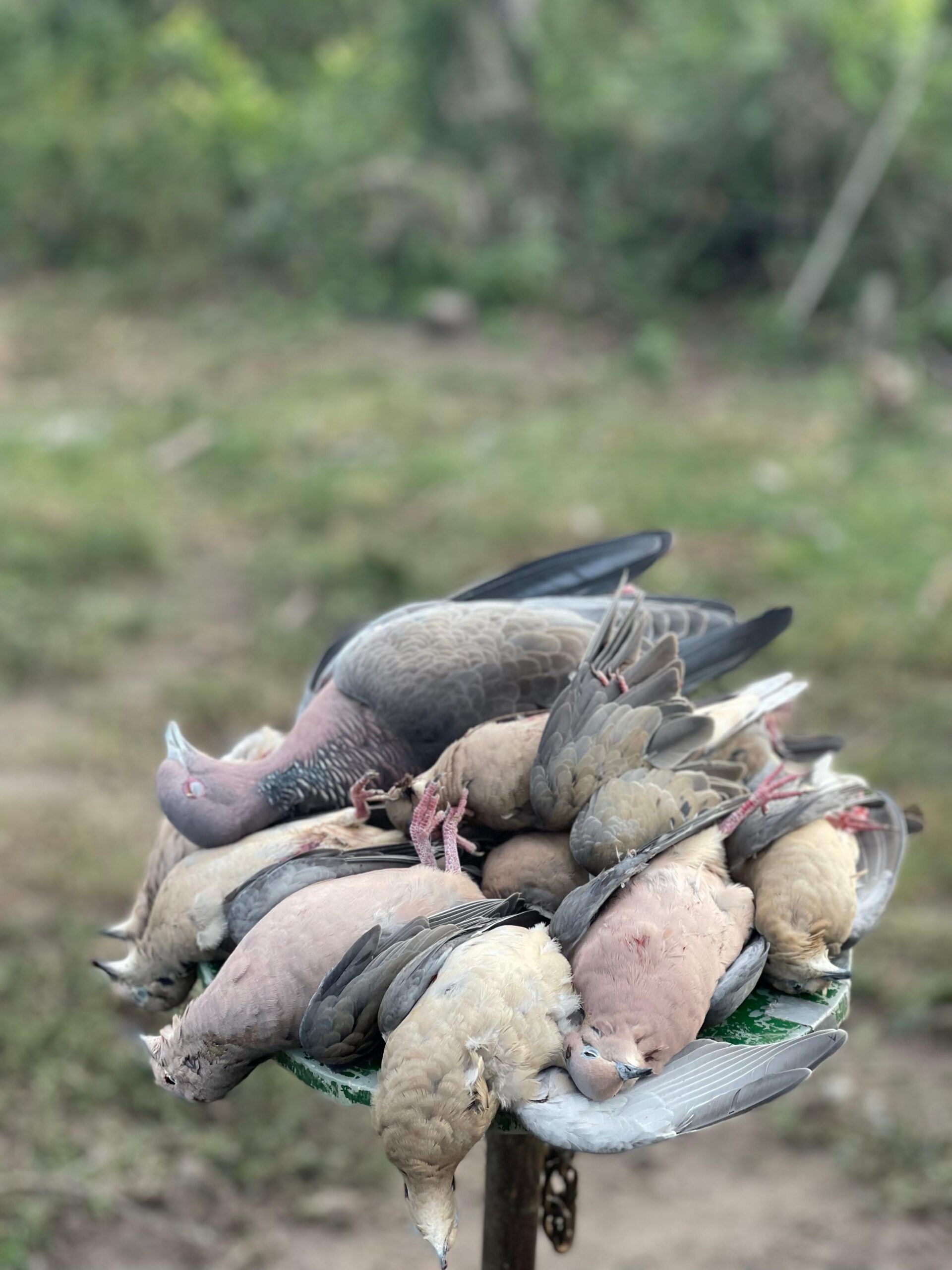 Tortore durante un viaggio di caccia in Argentina